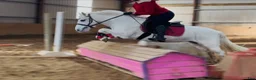 Allround hästar till salu: Irish riding ponies  - Annons 5