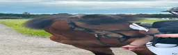 Island hästar till salu: Vilja frá Hrísdal  - Annons 1