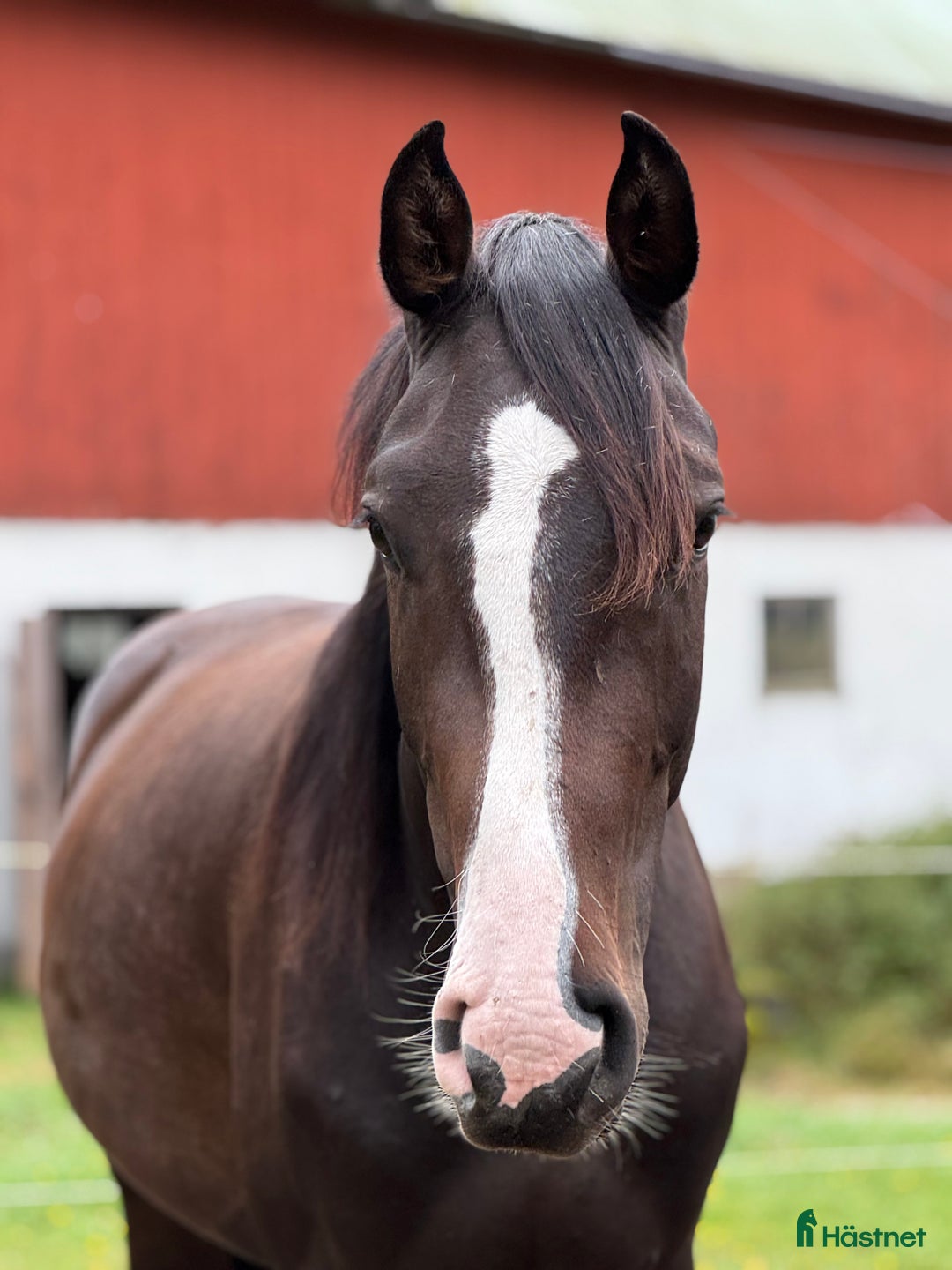 Hoppning hästar till salu: Supersnygg kille e.Cannobio säljes  i Forsheda - Annons 2