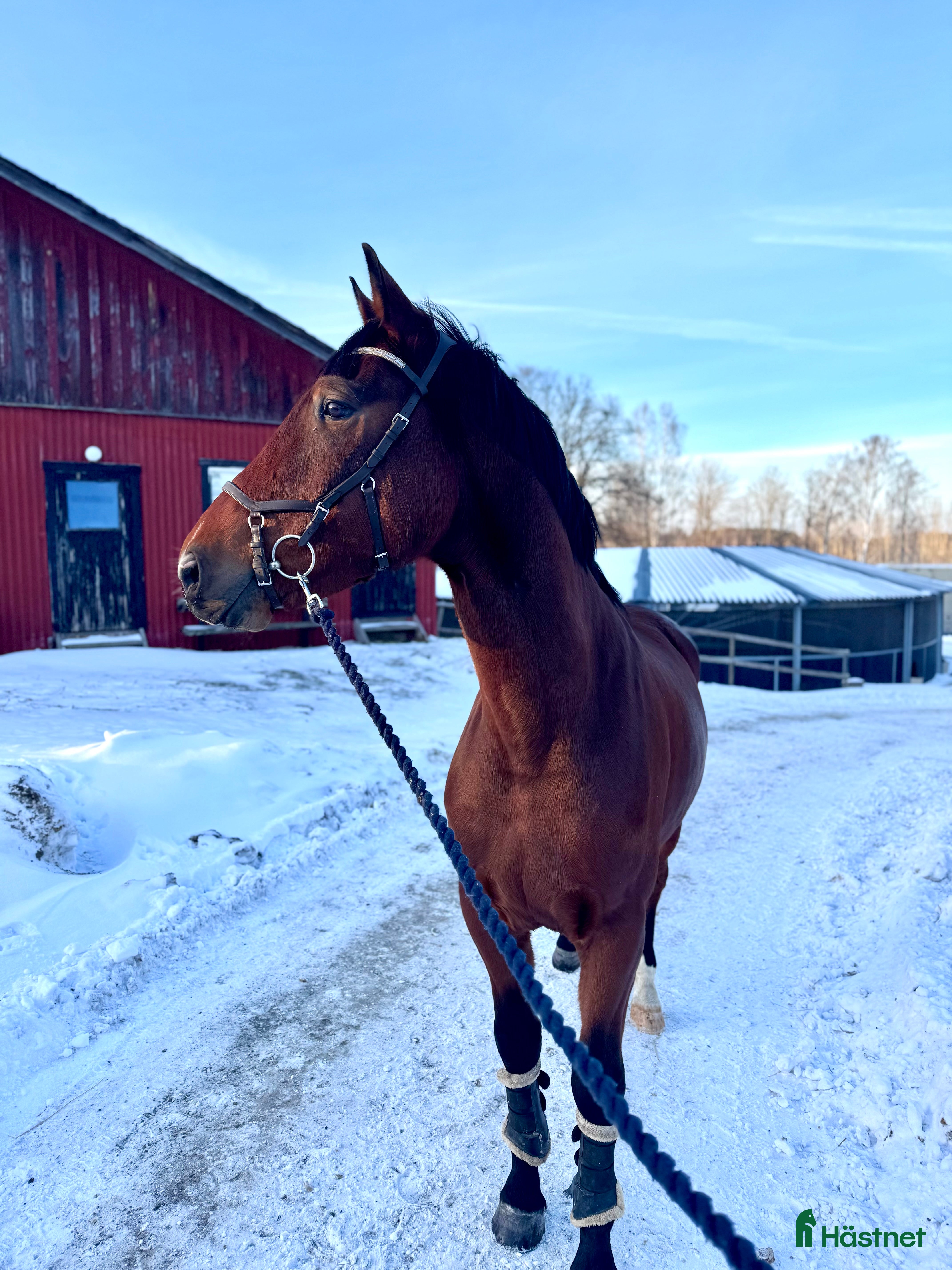  hästar Trevlig valack  - Annons 3