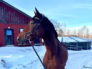hästar Trevlig valack - Annons 3