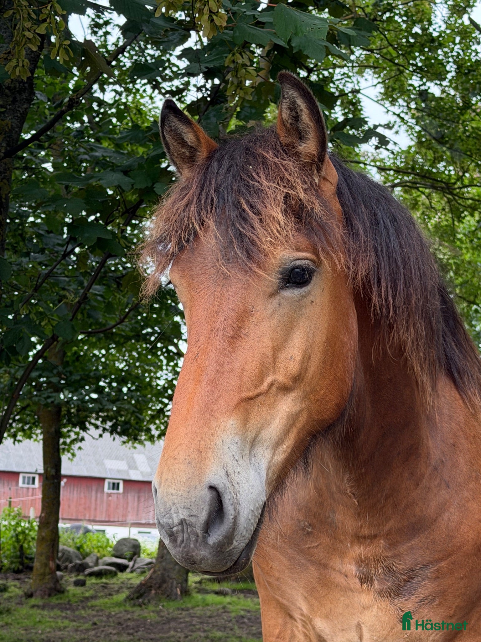  foderhäst finnes: 1,5 årig frieser/ardenner - Annons 2