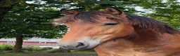  foderhäst finnes: 1,5 årig frieser/ardenner - Annons 1