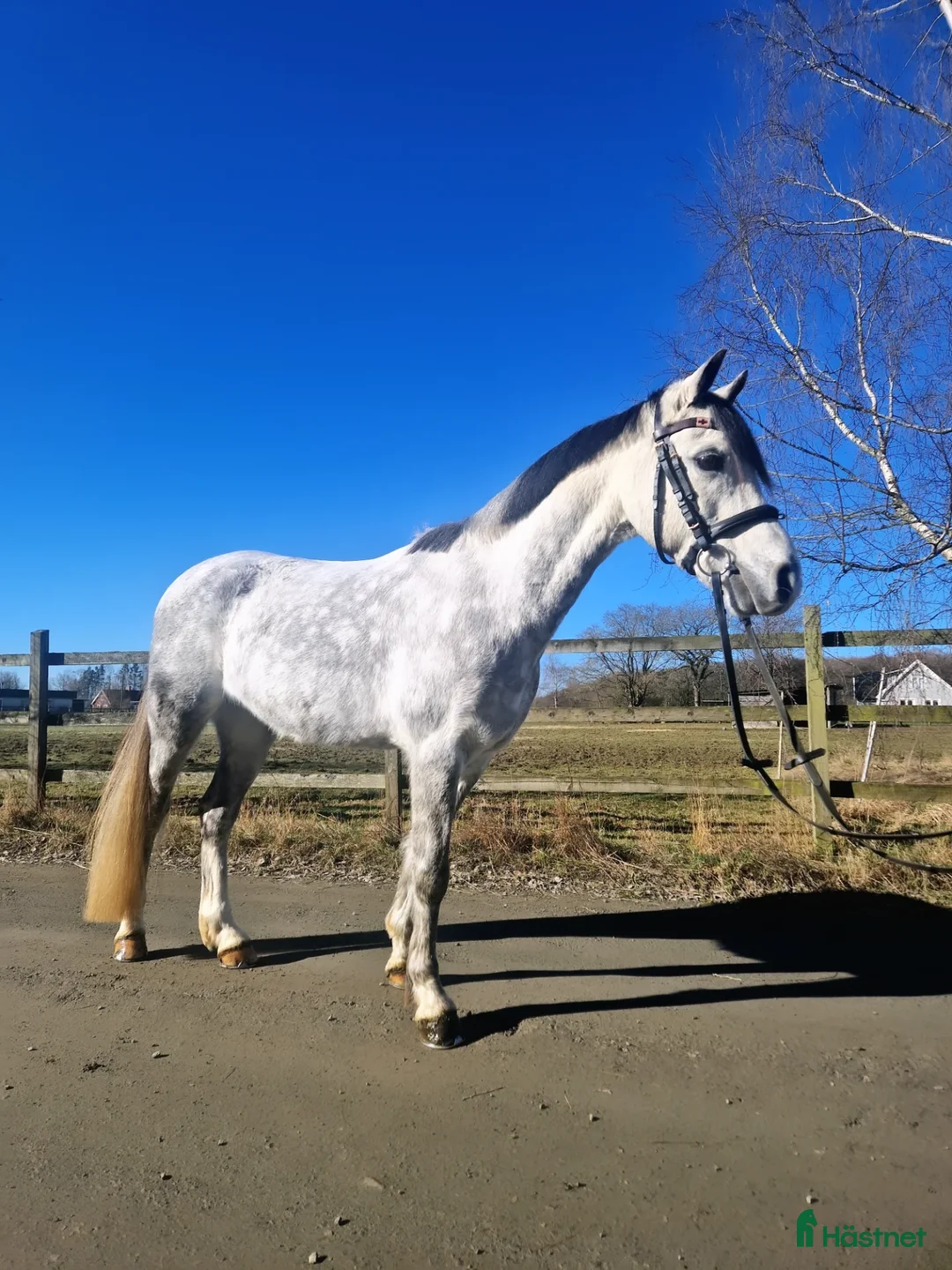 Allround hästar till salu: Supersnäll c-ponny ✨️ - Annons 3