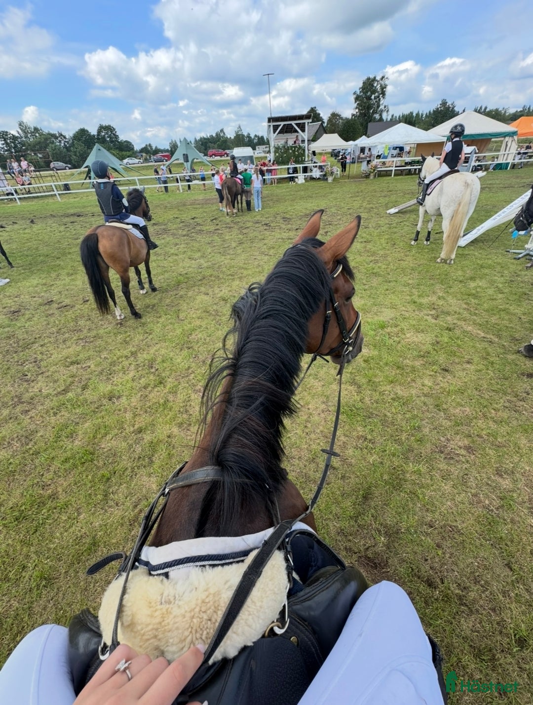 Hoppning hästar till salu: Gucci 2021 - Annons 6