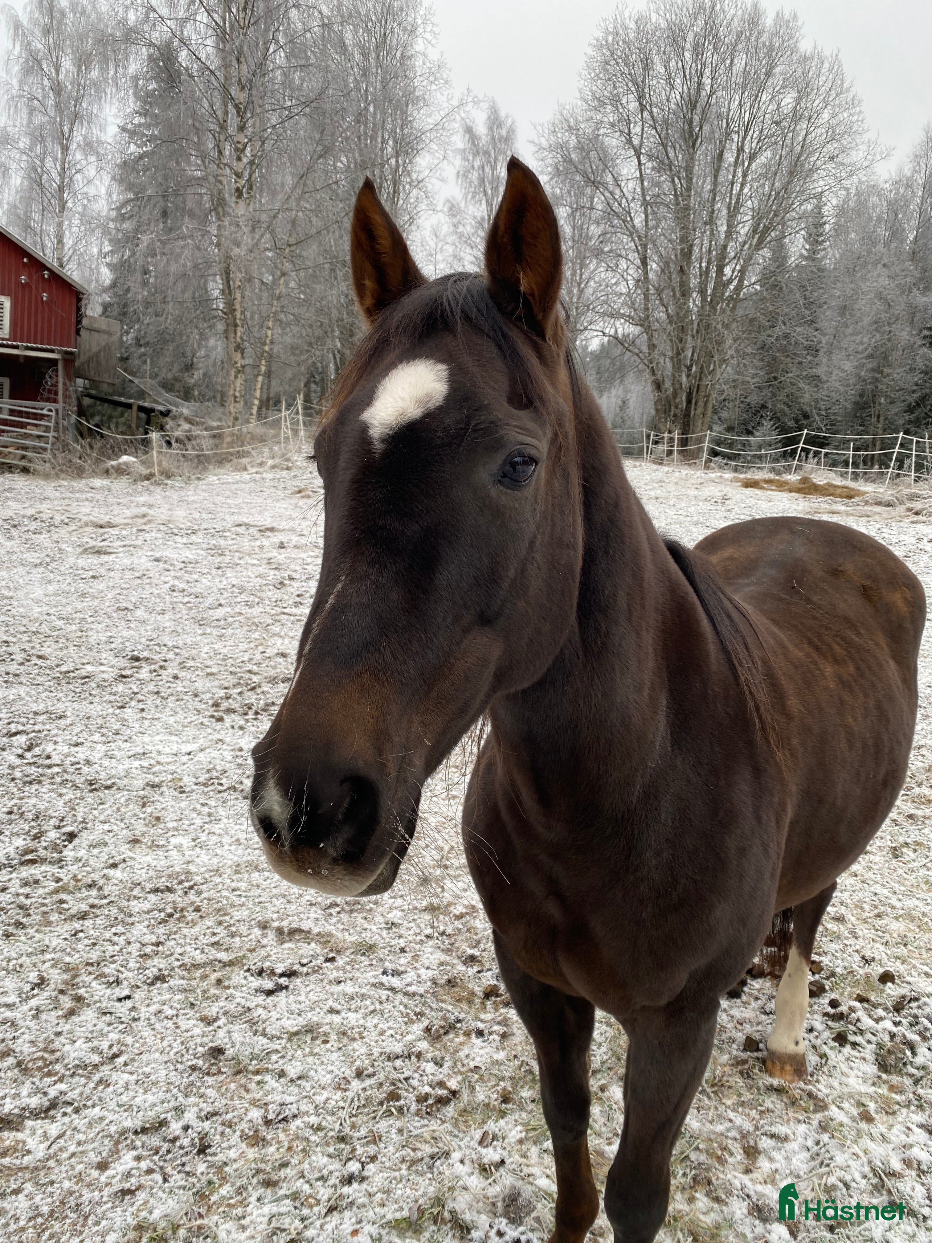  hästar quarterhäst och en Shetty i Ramsele - Annons 2