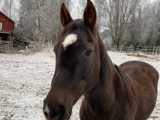 hästar quarterhäst och en Shetty i Ramsele - Annons 2