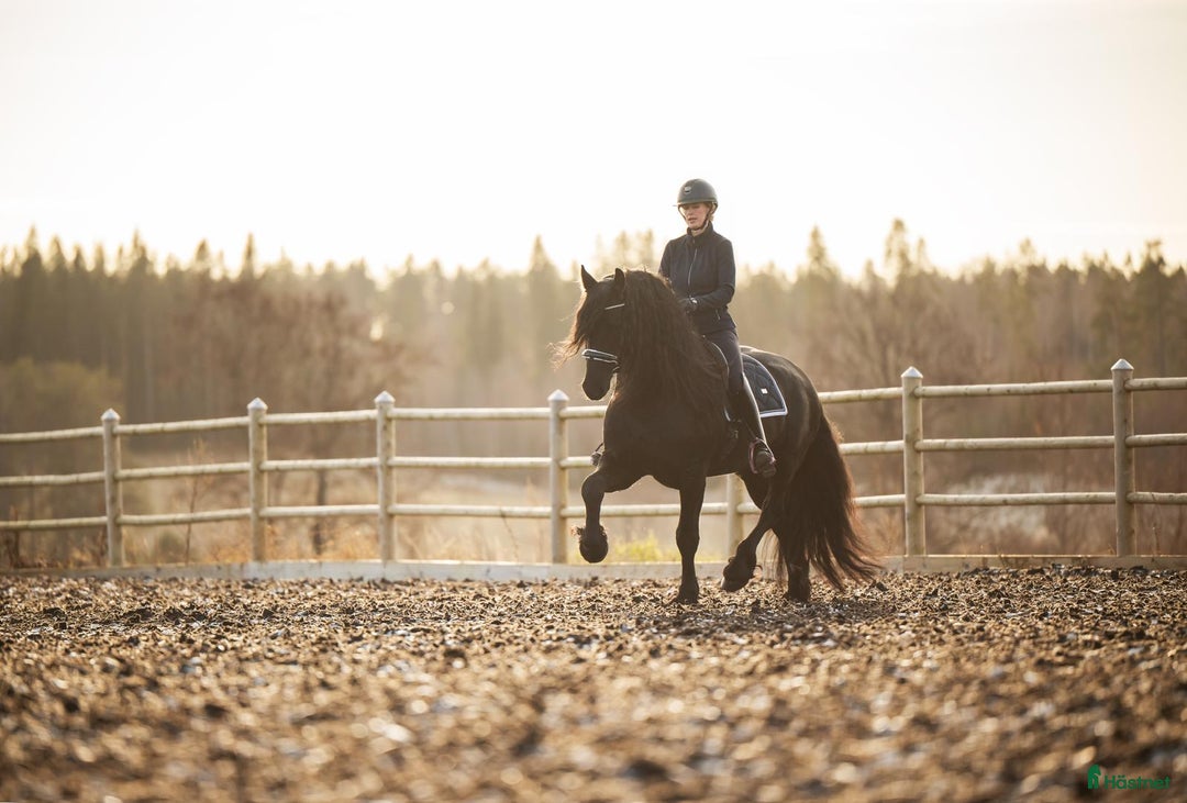 Dressyr hästar till salu: Mycket lovande Frieser med stor utstrålning  i Lindesberg - Annons 3