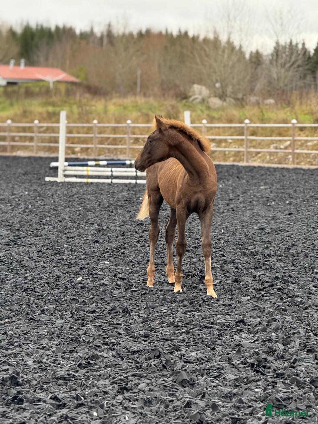 Dressyr hästar till salu: Åring med power för dressyr  - Annons 2