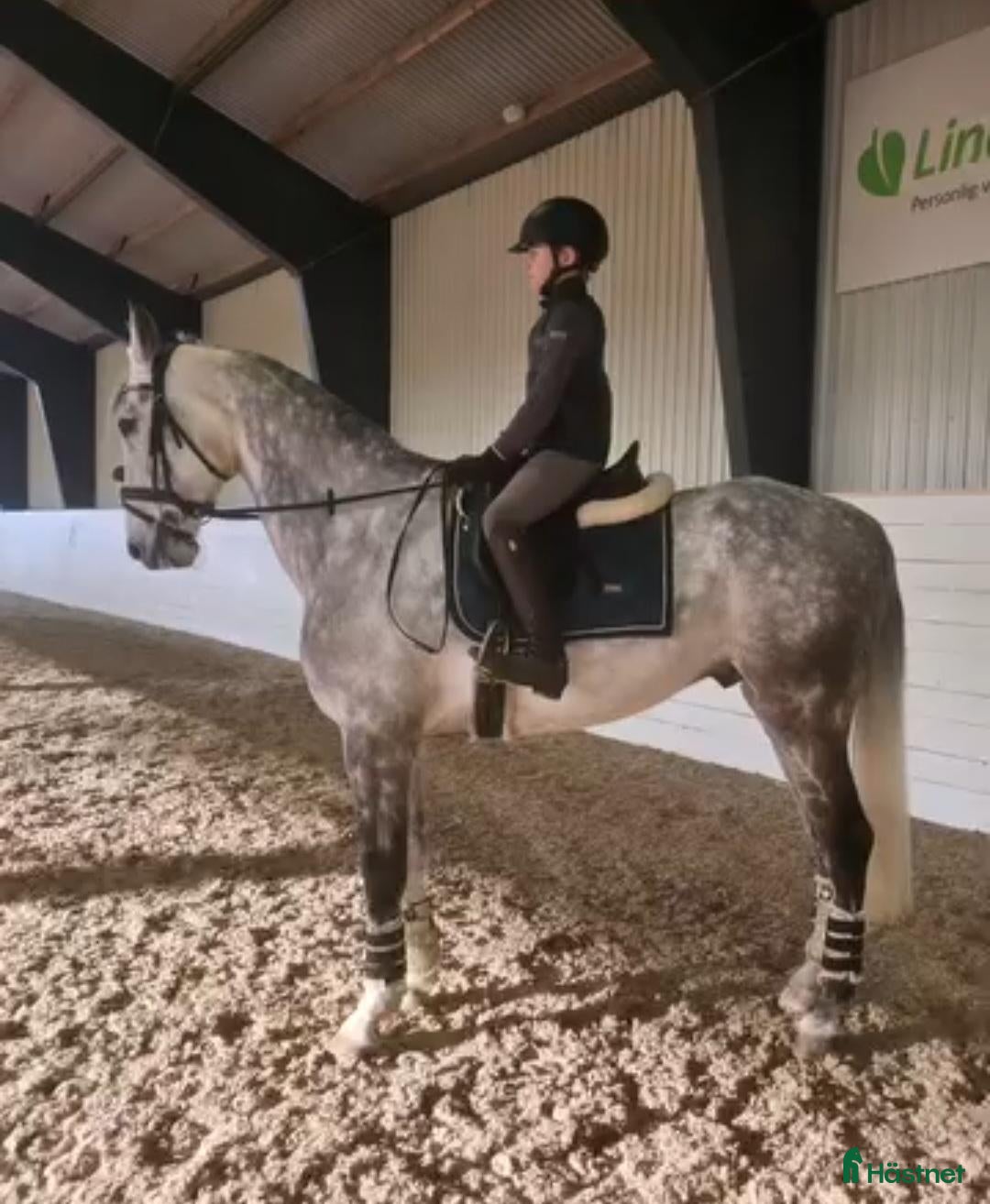  hästar Otrolig valack 🦄🤍 - Annons 17