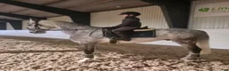 Allround hästar till salu: Otrolig valack 🦄🤍 - Annons 1