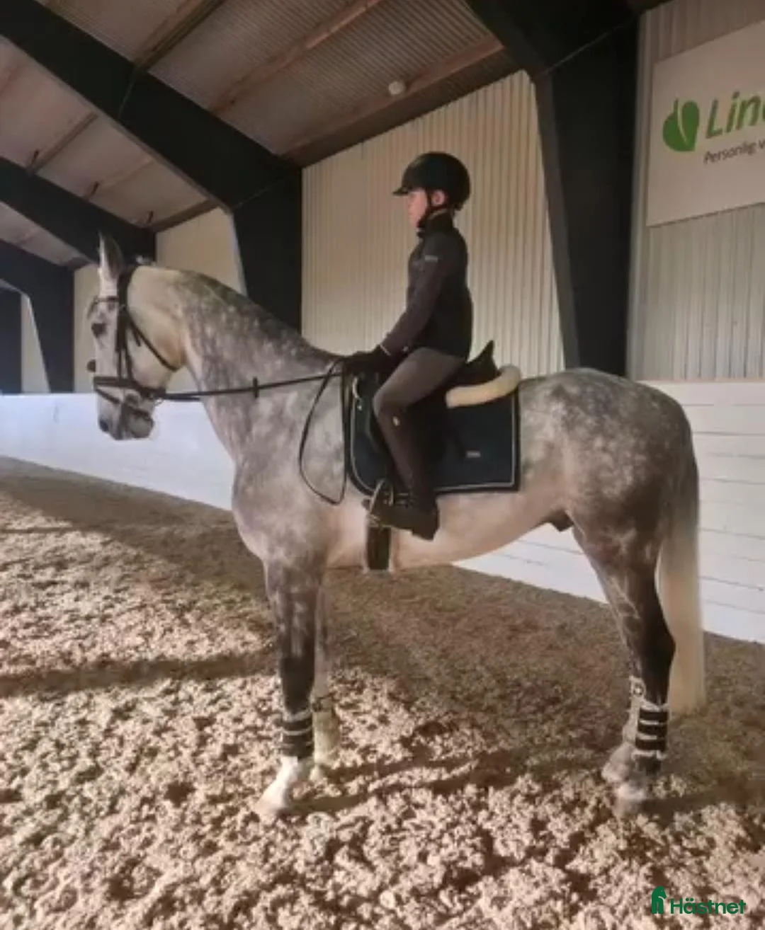 Allround hästar till salu: Otrolig valack 🦄🤍 - Annons 1