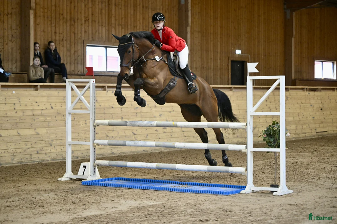 Hoppning hästar till salu: FYND 6 årigt sto i Sjuntorp - Annons 2