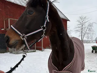 hästar Bortskänkes till nästan gratis! i Nyköping - Annons 1