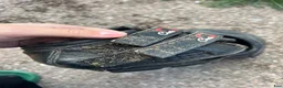 Övrig Hästutrustning hästutrustning till salu: Cavallo boots  - Annons 5