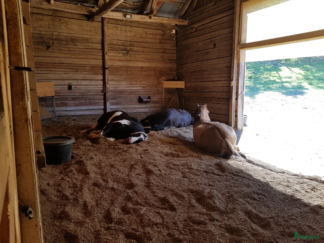  hästservice finnes: Hampaströ förs stall & Lösdrift i Vagnhärad - Annons 6