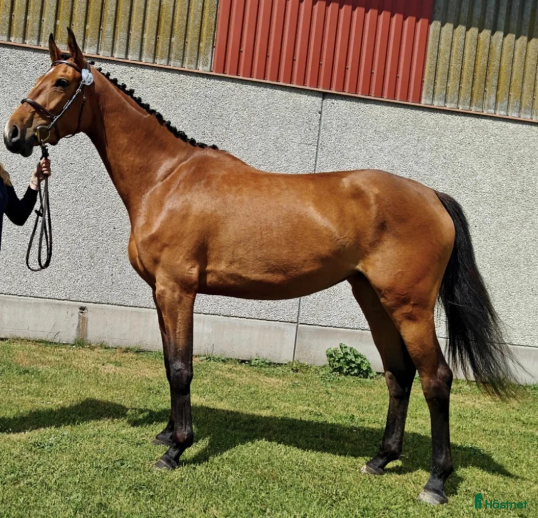 Hoppning hästar till salu: Okomplicerad tjej med hjärtat på rätt ställe i Löberöd - Annons 2