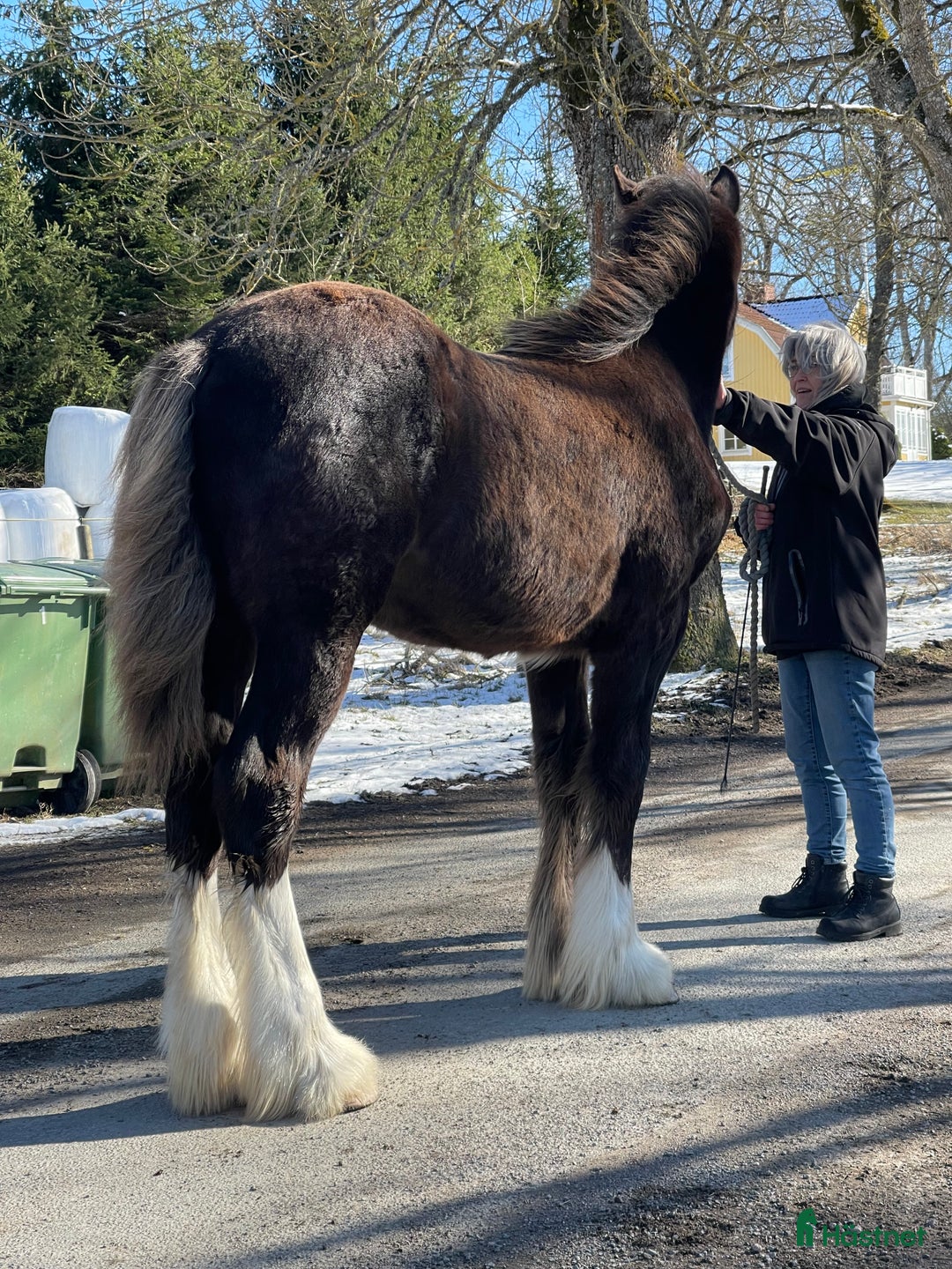 Avelshästar hästar till salu: Fin shire hingst  i Lekeryd - Annons 8