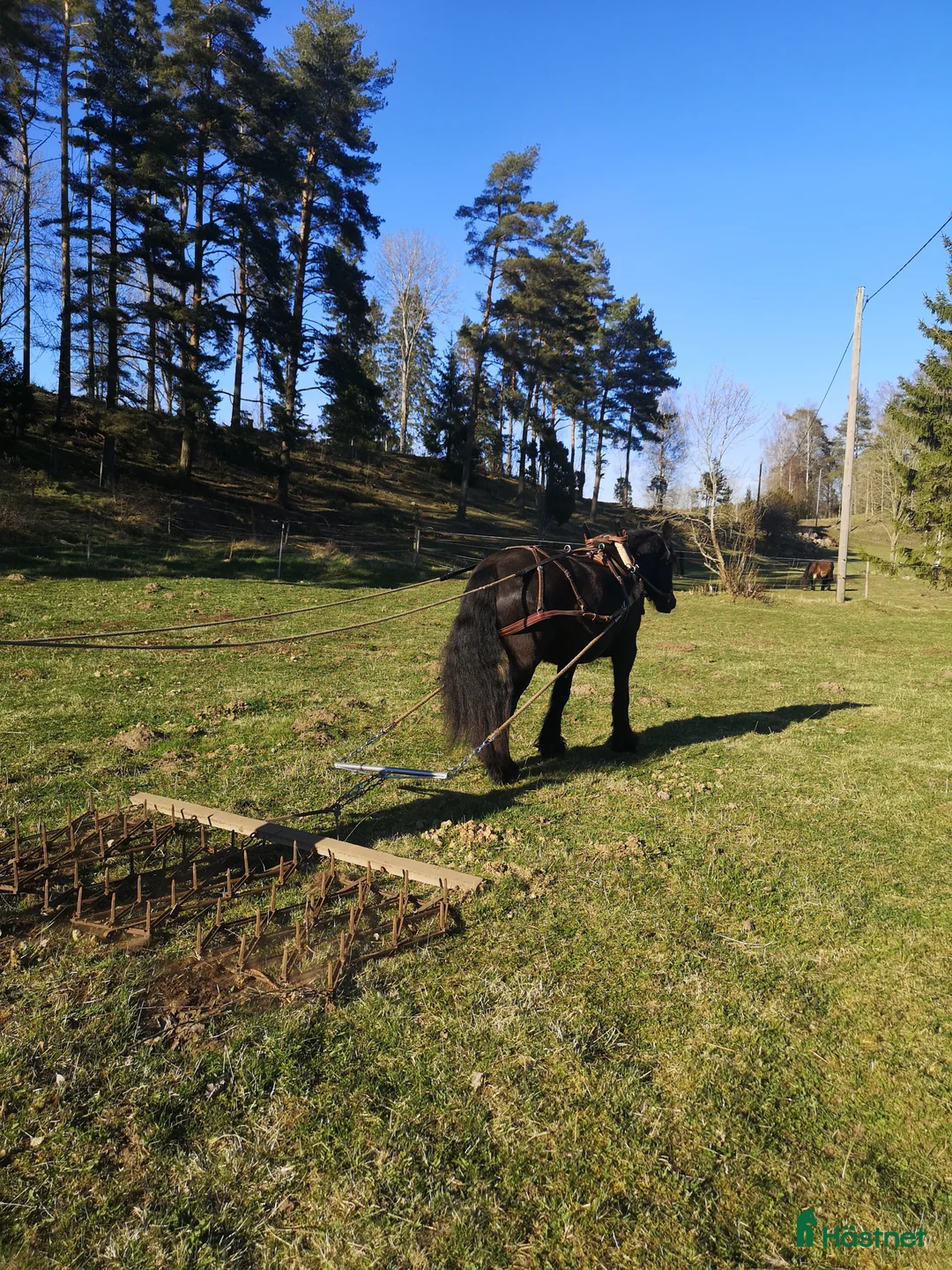 Körning hästar till salu: Körhäst  - Annons 1