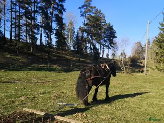 hästar Körhäst - Annons 1