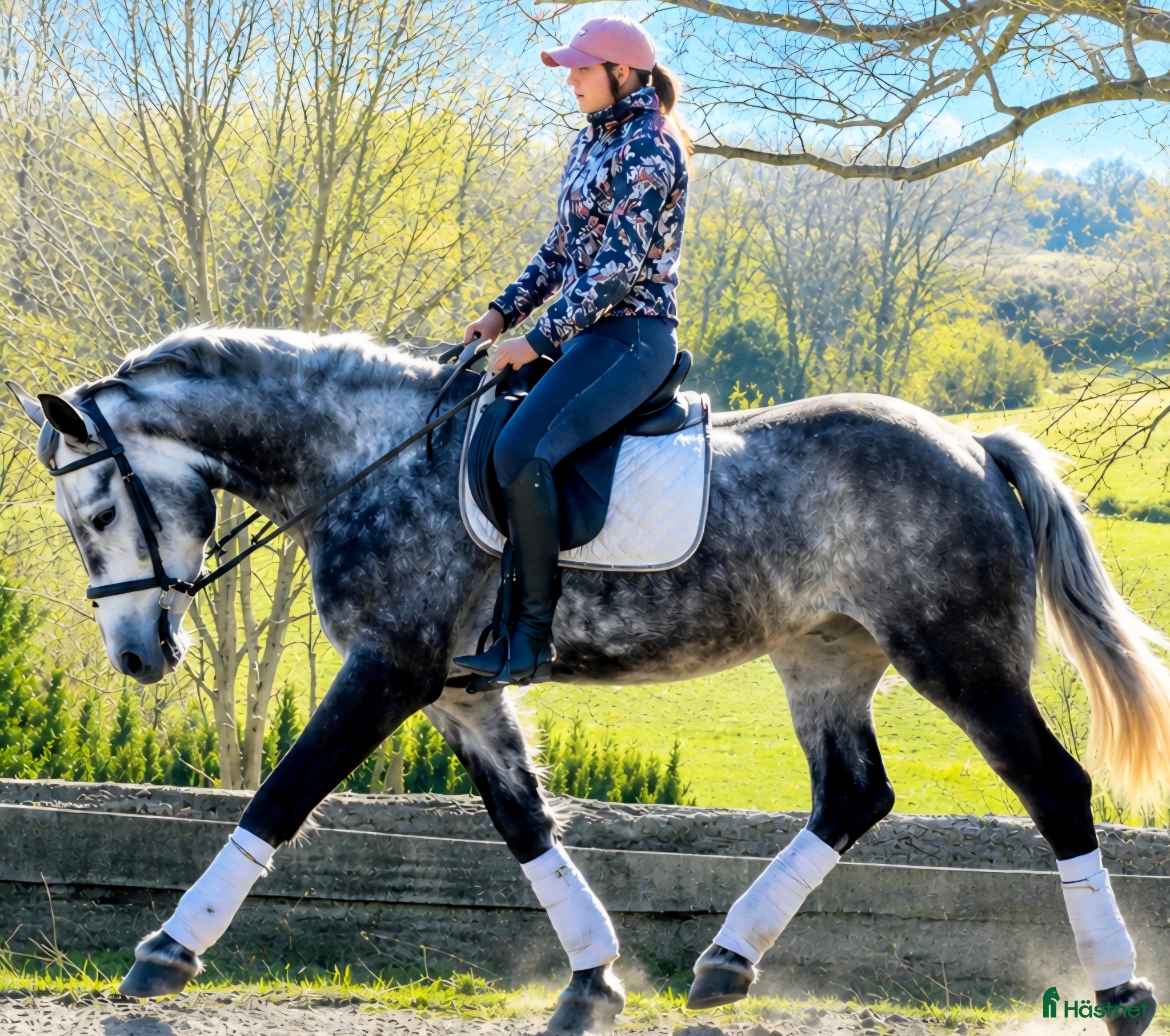  hästar Super smart grey Beauty - Annons 1