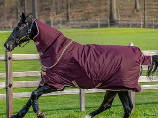 Täcken hästutrustning till salu: Horsewear Regntäcke i Haninge - Annons 2