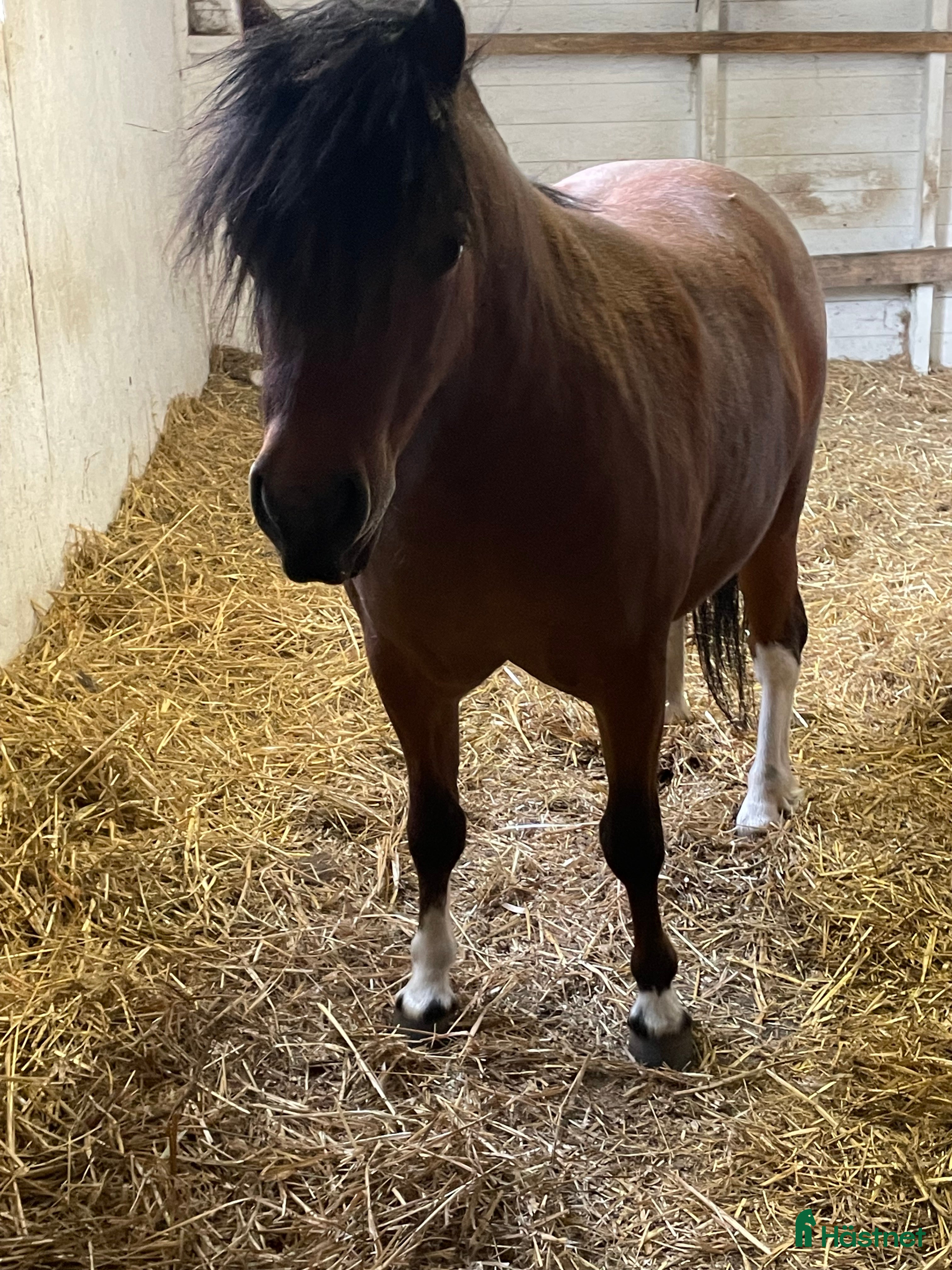  hästar Holländsk miniatyr till körning eller sällskap i Nybro - Annons 13