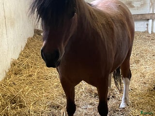 hästar Holländsk miniatyr till körning eller sällskap i Nybro - Annons 1