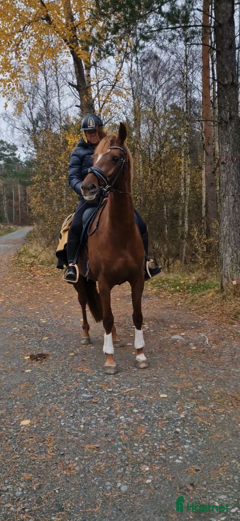  hästar Feelize US (Vi har ytterligare ett sto tillsalu)  - Annons 2