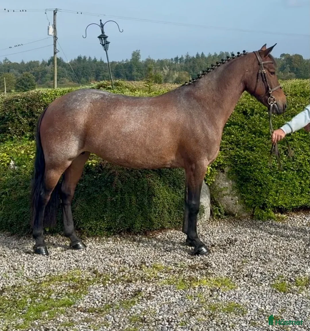 Hoppning hästar till salu: Ljuvlig D ponny 🌟 - Annons 2
