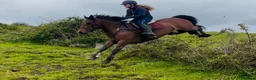 Allround hästar till salu: Irish riding ponies  - Annons 18
