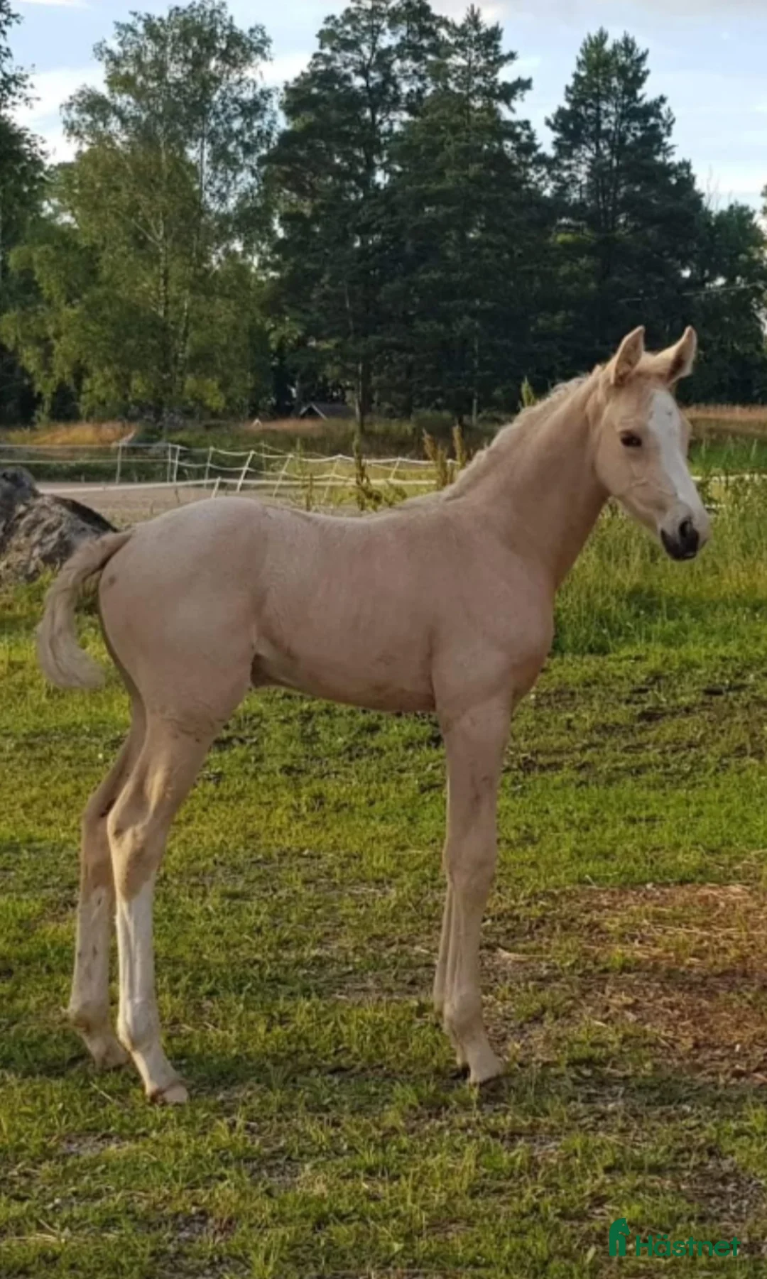 Avelshästar hästar till salu: Gul/svart skäck sto - Annons 4
