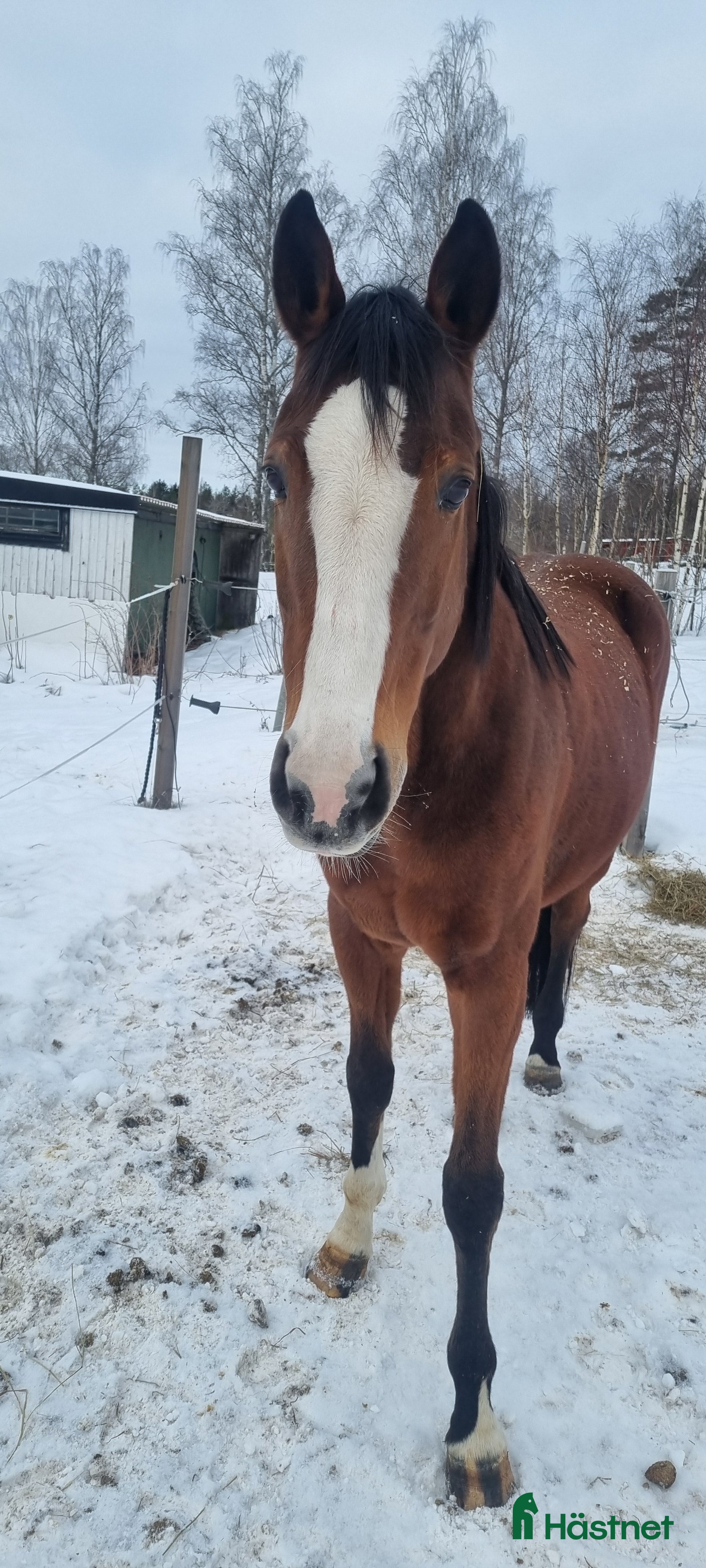  hästar Trevligt sto - Annons 16