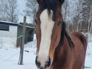 hästar Trevligt sto - Annons 16