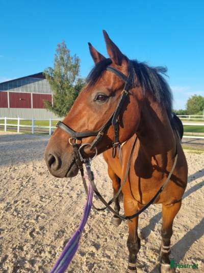  hästar SWB valack söker ryttare - Annons 14