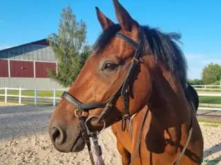 hästar SWB valack söker ryttare - Annons 14