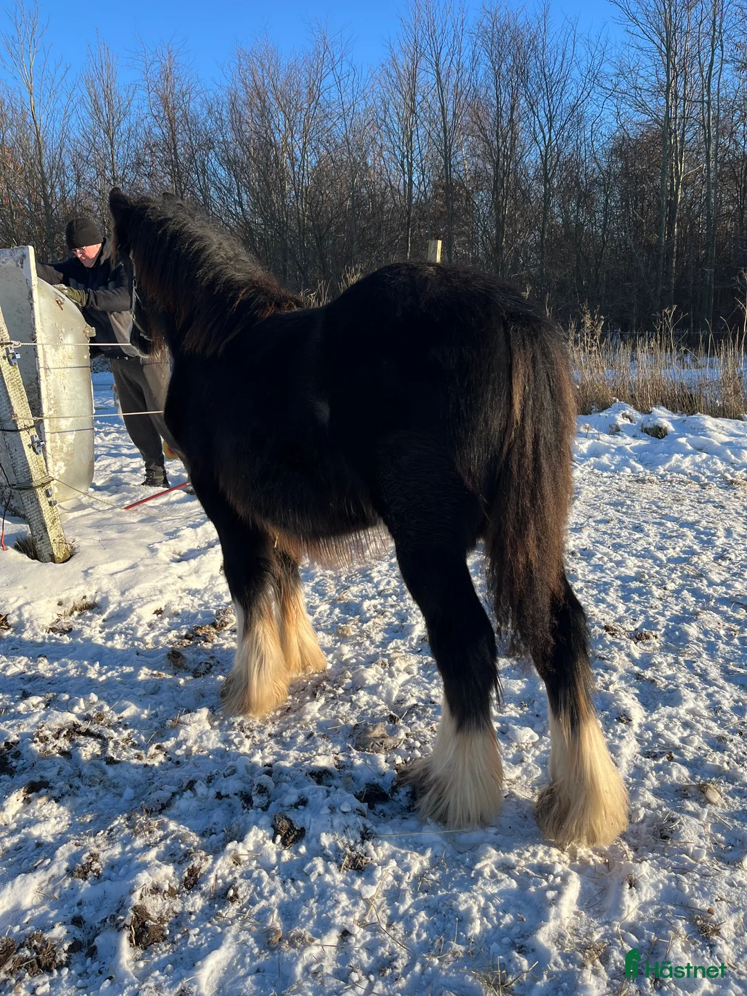 Allround hästar till salu: Tinker hingste plag  - Annons 3