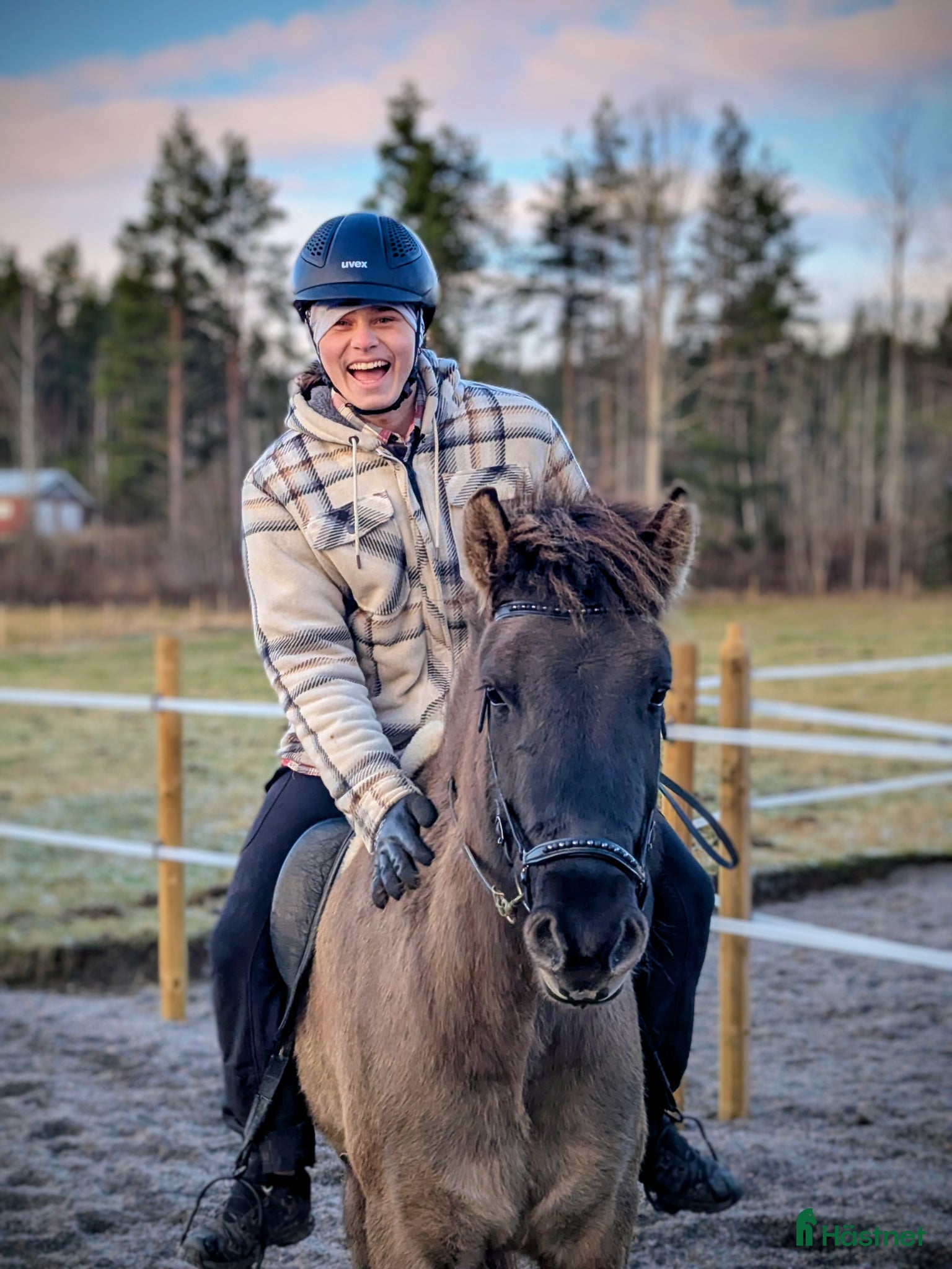  hästar Talang med guldkantad stam Isidor från Knutshyttan - Annons 1