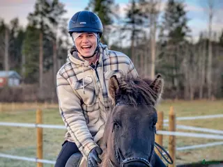 Island hästar till salu: Talang med guldkantad stam Isidor från Knutshyttan - Annons 2