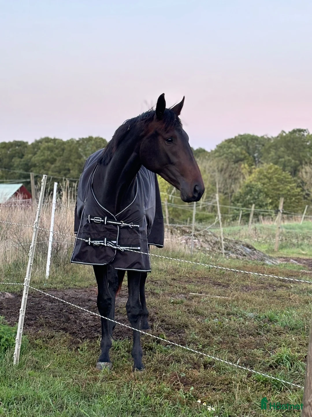 Övrigt hästar till salu: Sällskap/ lättare ridning - Annons 2