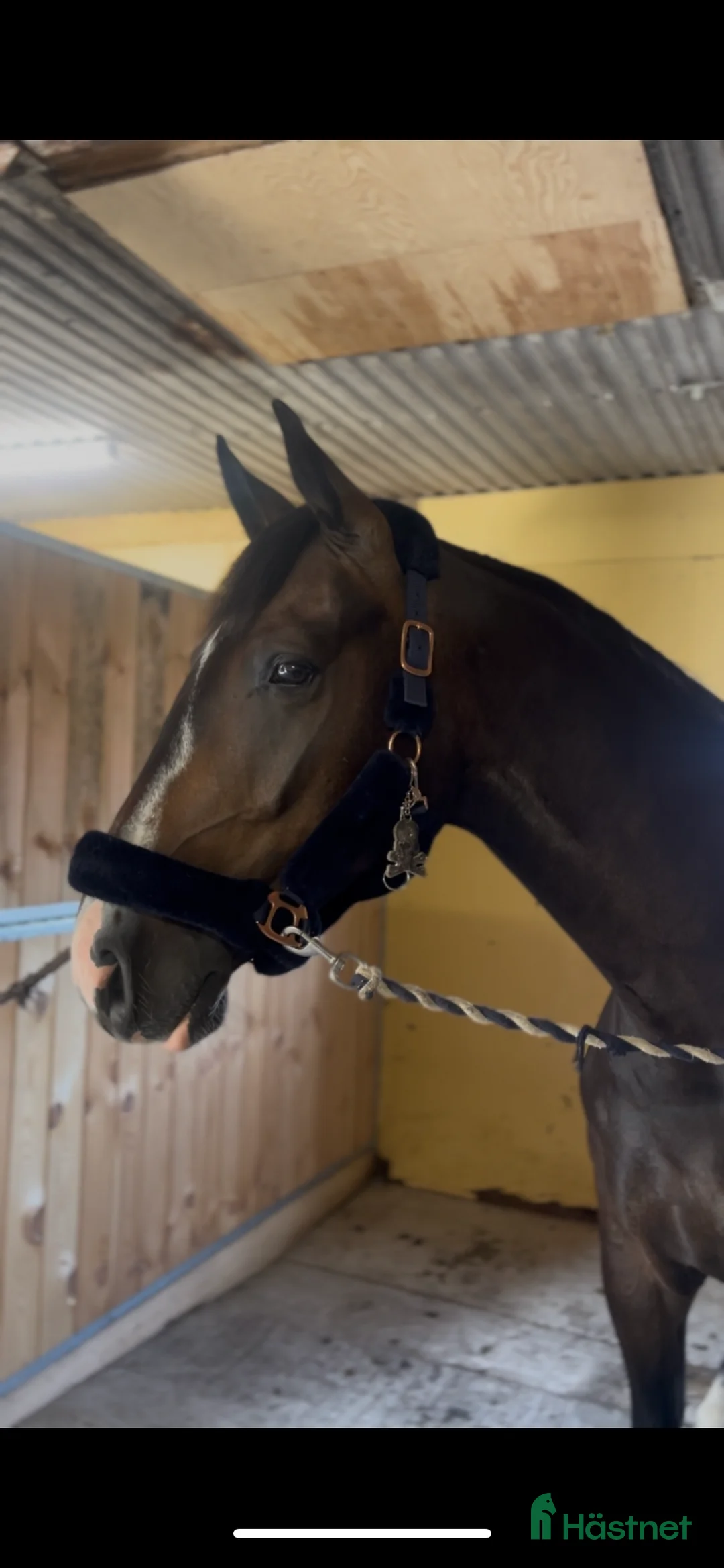 Allround hästar till salu: Lovande unghäst i Ålberga - Annons 4