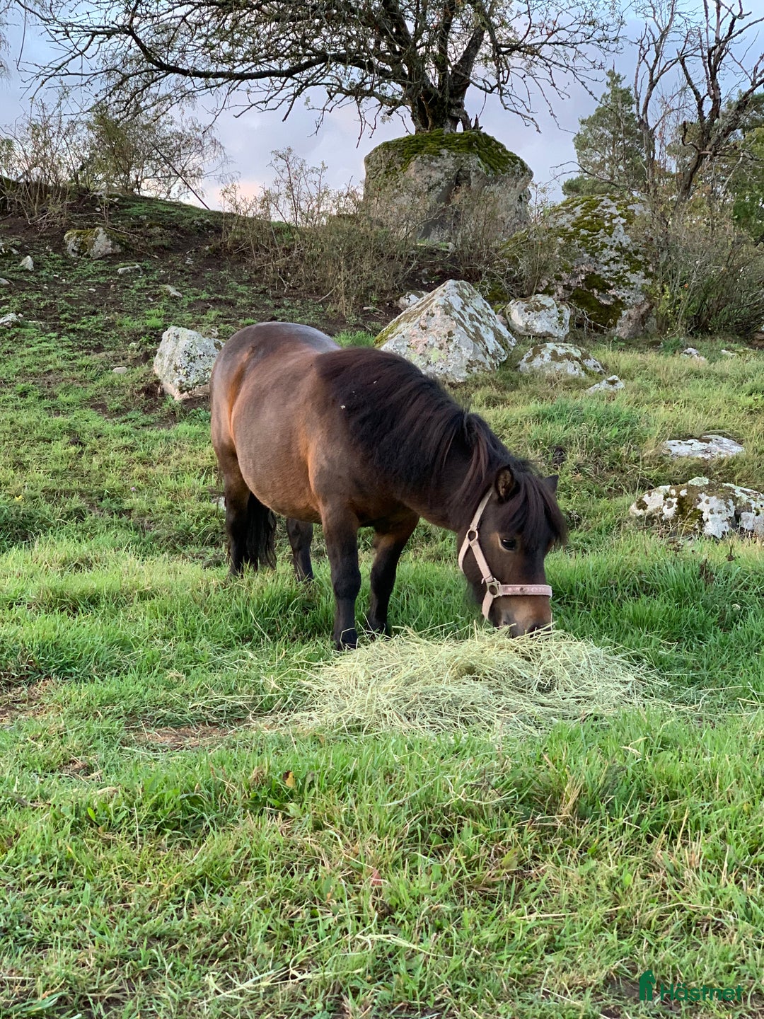 Allround hästar till salu: 2 fina barnvänliga ston i Kolbäck - Annons 15