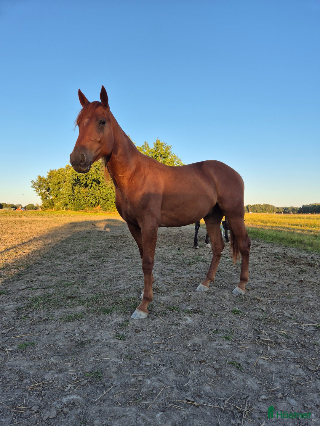  foderhäst finnes: Varmblodsvalack  - Annons 1