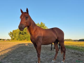 foderhäst Varmblodsvalack - Annons 22