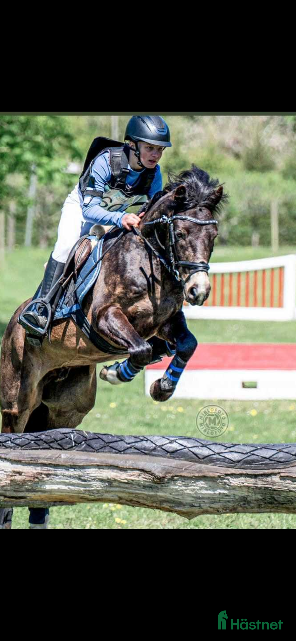  hästar SM B-ponny  i Kävlinge - Annons 1