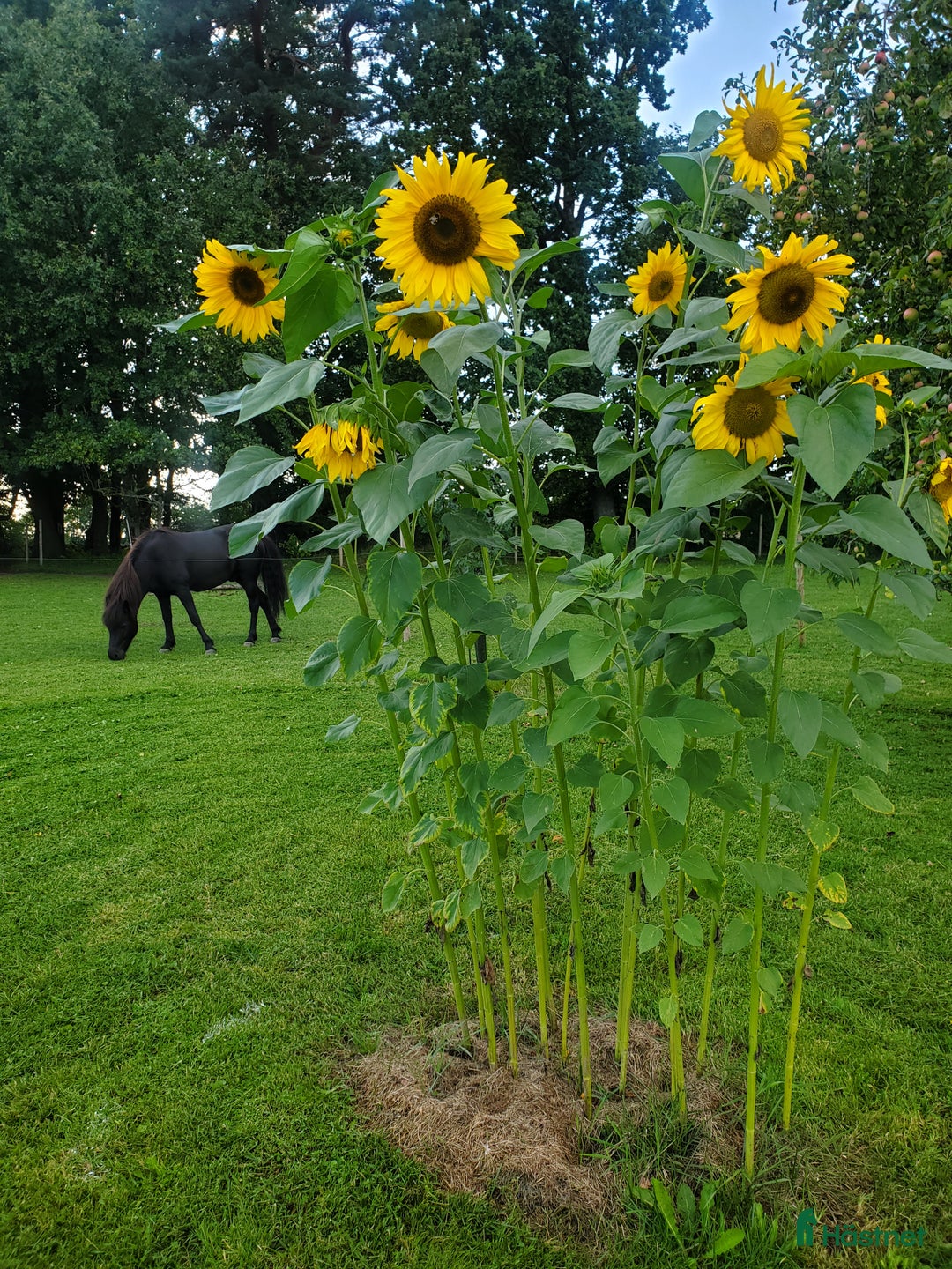  stallplats finnes: Stallplats i Askeröd  i Hörby - Bild 6