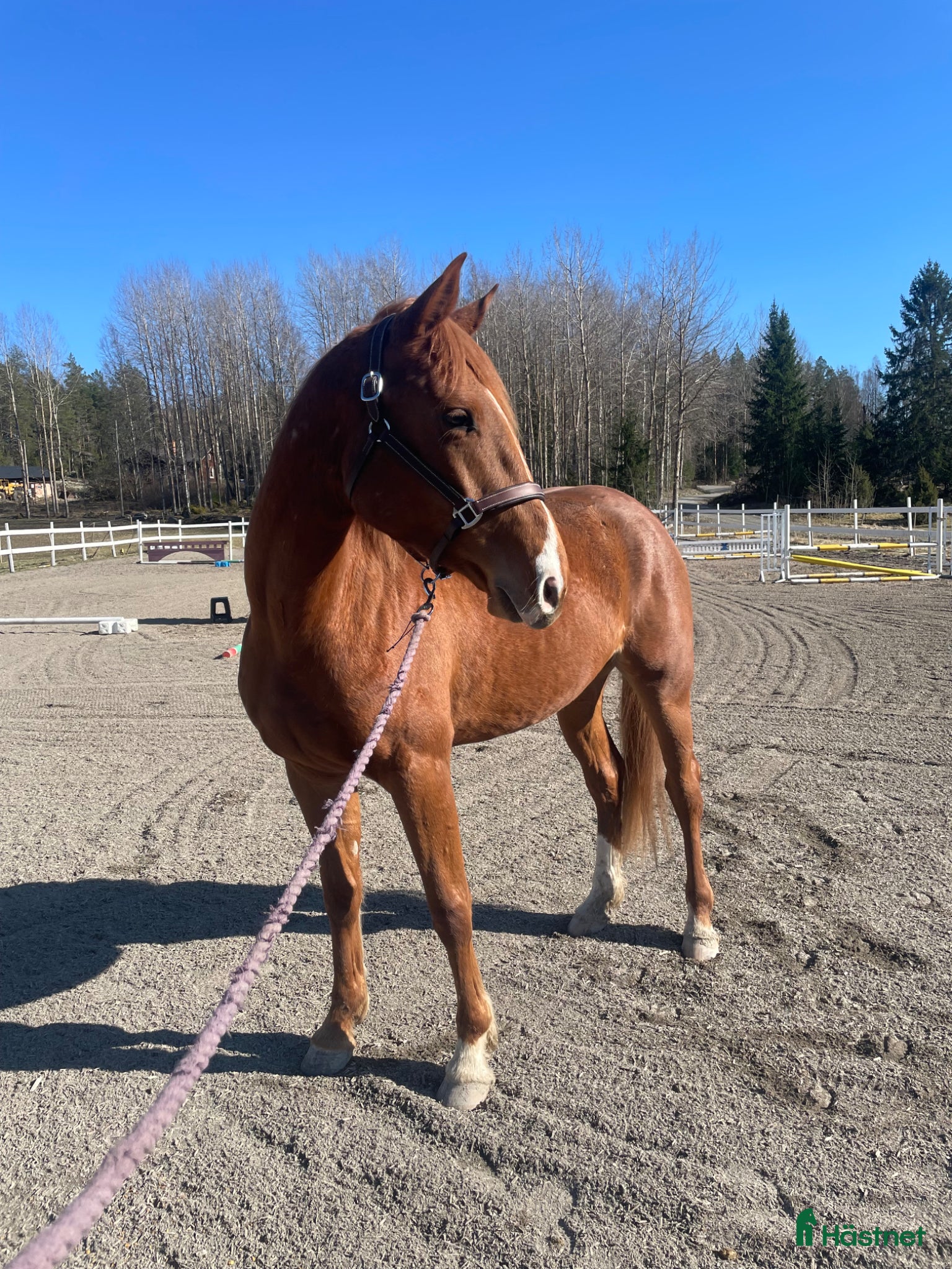 Hoppning hästar till salu: Fantastiskt 3-års sto e. Chacfly PS 🌟 - Annons 1