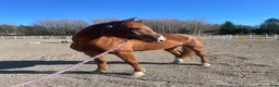 Hoppning hästar till salu: Fantastiskt 3-års sto e. Chacfly PS 🌟 - Annons 1