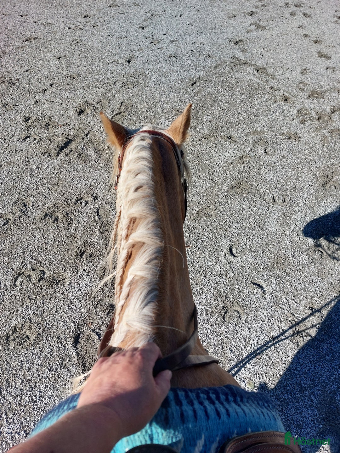 Sadlar hästutrustning till salu: Reining sadel sökes! i Glanshammar - Annons 1