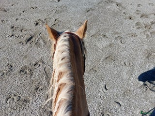 Sadlar hästutrustning till salu: Reining sadel sökes! i Glanshammar - Annons 2